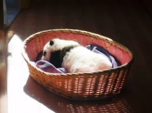 panda baby