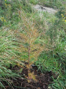 totara trees