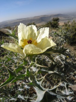 Ethiopia⑪