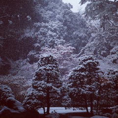 東京・初雪