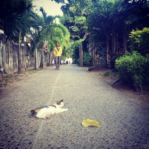 cat