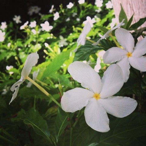 flower