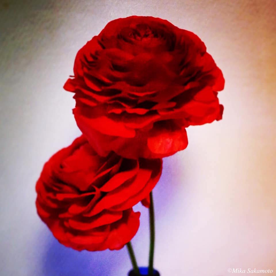 Ranunculus II