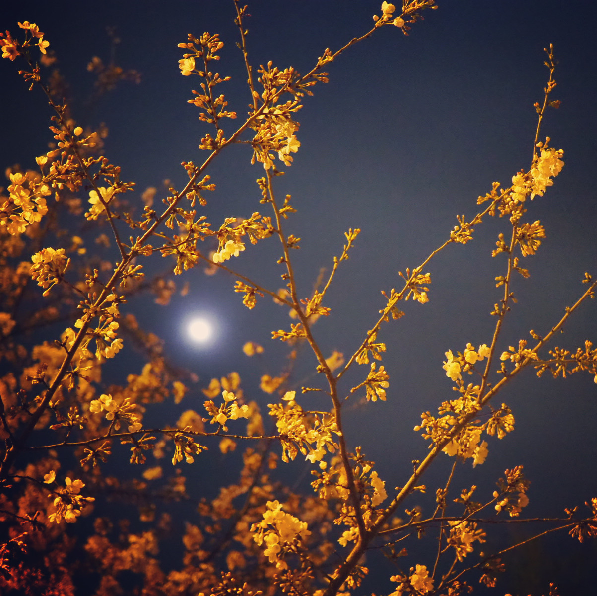 朧月夜