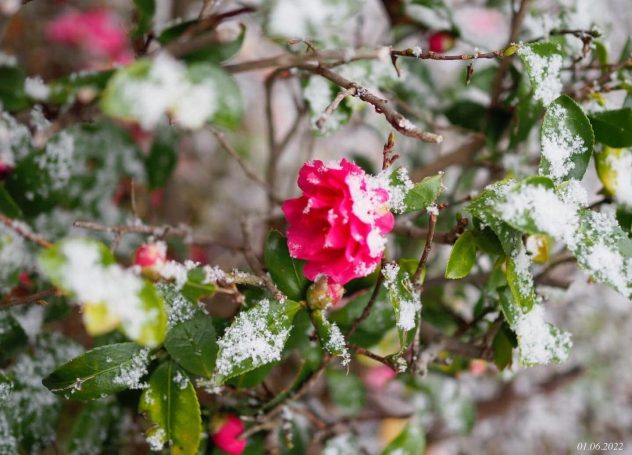雪化粧