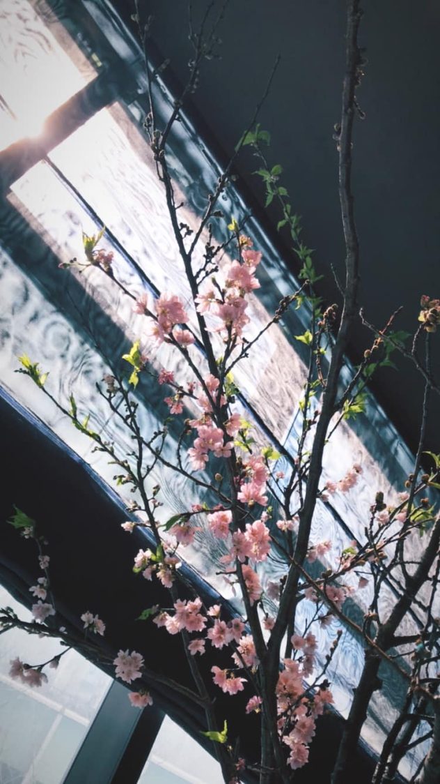 sakura