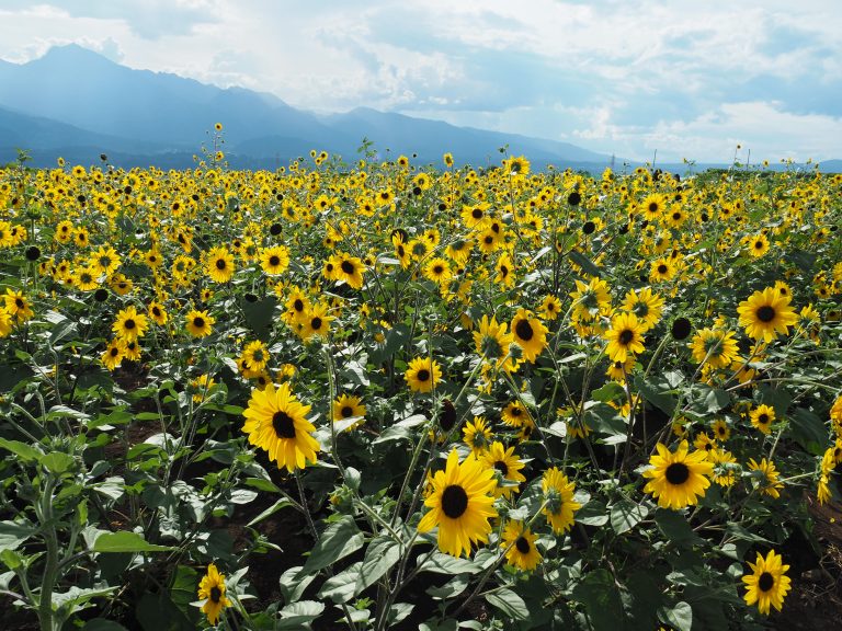 sunflower