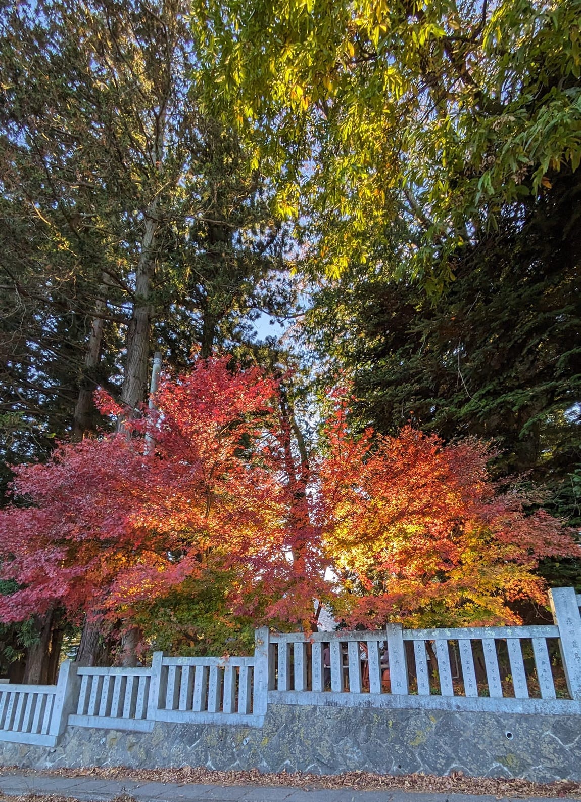 紅葉